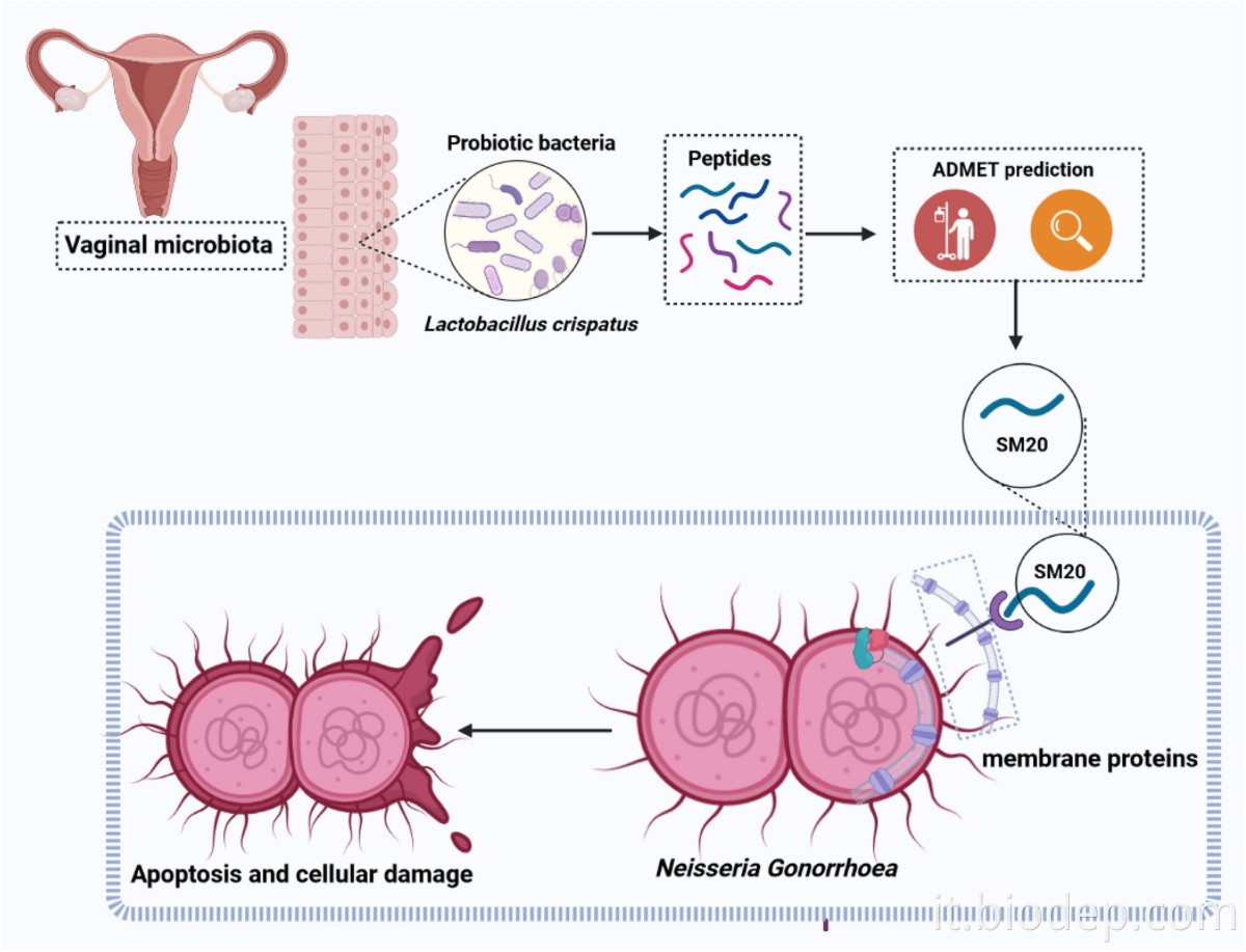 lactobacillus crispatus4